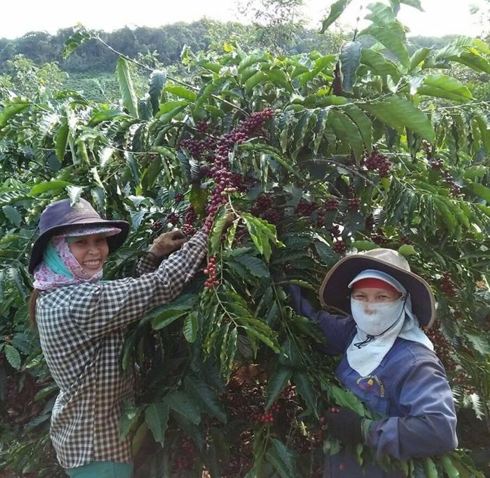 Niên vụ 2017-2018 người trồng cà phê huyện M’Drắk gặp nhiều khó khăn